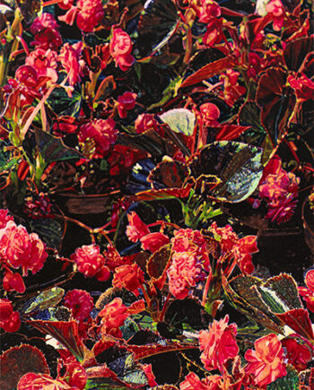 Thomas Schiela – Gefüllte Eisbegonien I