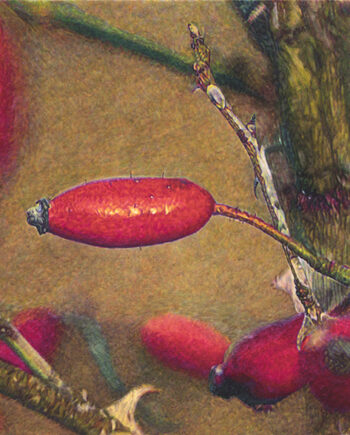 Thomas Schiela – Hagebutten II